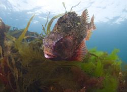 Male Lumpsucker in the shallows.
Babbacombe. Devon. S2 p... by Derek Haslam 